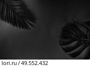 Minamalist black summer flat lay scenery with tropical fresh leaves with copy space. Summer flat lay scenery. Стоковое фото, агентство Ingram Publishing / Фотобанк Лори