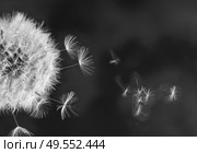 White dandelion head with flying seeds on minamalist black background. White dandelion on blue. Стоковое фото, агентство Ingram Publishing / Фотобанк Лори