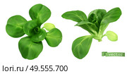 Field salad, corn salad or lamb’s lettuce realistic vector objects. Food illustration. Стоковая иллюстрация, агентство Ingram Publishing / Фотобанк Лори