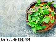 Fresh stinging nettle leaves.Flat lay with copy space. Stinging nettle leaves. Стоковое фото, агентство Ingram Publishing / Фотобанк Лори