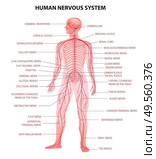 Human body central brain spinal cord and peripheral nervous system realistic educative chart anatomical terminology vector illustration. Стоковая иллюстрация, агентство Ingram Publishing / Фотобанк Лори