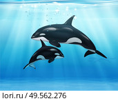 Killer whale in sea realistic composition mother and her child swim underwater vector illustration. Стоковая иллюстрация, агентство Ingram Publishing / Фотобанк Лори