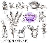 Set of hand drawn vintage lavender flowers and perfumed aromatherapy ingredients. Vector illustration. Стоковая иллюстрация, агентство Ingram Publishing / Фотобанк Лори