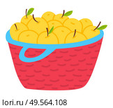 Yellow apples in basket isolated vegetarian food. Vector harvest of fruits in wicker container, wooden pottle with handle. Agriculture, ripe seasonal product. Yellow Apples in Basket Isolated Vegetarian Food. Стоковая иллюстрация, агентство Ingram Publishing / Фотобанк Лори