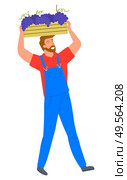 Man carrying wooden container with bunches of grapes isolated cartoon person. Vector person gathering vineyards on plantation, viticulture and winemaking industry. Man Carrying Wooden Container, Bunches of Grapes. Стоковая иллюстрация, агентство Ingram Publishing / Фотобанк Лори