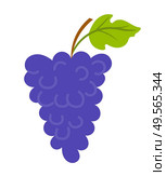 Vineyard with leaf, purple seedless bubo, viticulture element of decoration. Grapes on wooden stick, winemaker industry, grapevine symbol, farming vector. Grapes with Leaf and Wooden Stick, Vineyard Vector. Стоковая иллюстрация, агентство Ingram Publishing / Фотобанк Лори