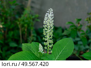 Лаконос американский (Фитолакка, Phytolacca acinosa) Стоковое фото, фотограф Лариса Веселова / Фотобанк Лори