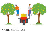 People on lifting machine vector, garden harvesting flat style farming. Apple trees with fruits, seasonal works. Machinery for picking organic products. Picking apples concept. Flat cartoon. Harvesting Season People Using Lifter Machine. Стоковая иллюстрация, агентство Ingram Publishing / Фотобанк Лори
