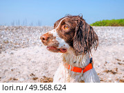 Springer spaniel dog with wet fur by a beach in the summer wearing an orange collar. Стоковое фото, агентство Ingram Publishing / Фотобанк Лори
