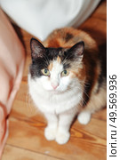 Charming Calico Cat Posing in Cozy Indoor Setting With Warm Wood Flooring. Стоковое фото, фотограф Aleksandr Golubev / Фотобанк Лори