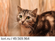 Curious Cat Observing Its Surroundings With Vibrant Eyes Near Sheer Curtains. Стоковое фото, фотограф Aleksandr Golubev / Фотобанк Лори