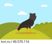 Pecking rooster or chicken, side view of farm bird character eating grass, fowl standing on green hill, black countryside chicken, animal with wings vector. Farm Bird Eating, Fowl on Hill, Farming Vector. Стоковая иллюстрация, агентство Ingram Publishing / Фотобанк Лори