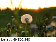 Fluffy texture of a white dandelion flower close-up. The concept of fragility. spring time. Стоковое фото, фотограф Есич Елена / Фотобанк Лори