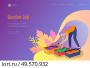 landing page template Harvesting and gardening people, woman and man doing farming and garden job, planting, lay ripe vegetables to box. Reaping crop concept. Harvesting and gardening people doing farming and garden job, pick berries, remove weeds, watering, planting, growing and transplant sprouts, lay ripe vegetables to box. Reaping crop. Стоковая иллюстрация, агентство Ingram Publishing / Фотобанк Лори