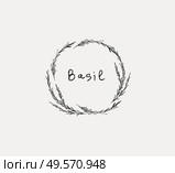 Hand drawn set of culinary herb. Basil and mint, rosemary and sage, thyme and parsley. Food design logo elements. Hand drawn set of culinary herb. Basil and mint, rosemary and sage, thyme and parsley. Food design logo. Стоковая иллюстрация, агентство Ingram Publishing / Фотобанк Лори