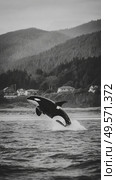 Orca Breaching in Calm Waters Near Coastal Houses During Overcast Weather. Стоковое AI-изображение, AI-художник Юлия Гапеенко / Фотобанк Лори
