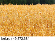 Golden oat straws on warm summer day in rural field. Cereal spike ready for harvest, agricultural background. Yellow wheat spikelets food healthy, Belarus. Стоковое фото, агентство Ingram Publishing / Фотобанк Лори
