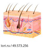 Realistic skin structure with its layers and hairs vector illustration. Стоковая иллюстрация, агентство Ingram Publishing / Фотобанк Лори