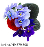 Posy of fresh violets, pansies and ranunculus isolated on white background. Posy of violets, pansies and ranunculus. Стоковое фото, агентство Ingram Publishing / Фотобанк Лори