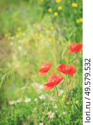 Summer field meadow with red poppy flowers and green grass, retro toned. Summer poppy filed. Стоковое фото, агентство Ingram Publishing / Фотобанк Лори