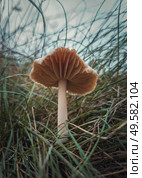 Close up vertical shot of a single wild mushroom growing through the grass blades. Moody autumnal background, nature freshness with fungi species on the withered, dry grassland . Стоковое фото, агентство Ingram Publishing / Фотобанк Лори