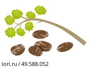 Castor beans Ricinus communis isolated icon. Vector castor oil ingredient, organic natural product for hair oil. Nut cosmetic organic seasonal product flat design. Herbal therapy with oak seed. Castor Beans Ricinus Communis Isolated Vector Icon. Стоковая иллюстрация, агентство Ingram Publishing / Фотобанк Лори