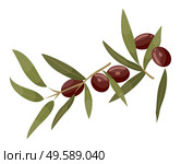Branch with green leaves and brown drupes. Jojoba isolated on white background. Product used in dermatology and cosmetology. Ingredient for hair, cosmetics oil. Vector illustration in flat style. Branch with Leaf and Jojoba, Brown Berry Isolated. Стоковая иллюстрация, агентство Ingram Publishing / Фотобанк Лори