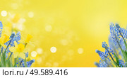 Spring bluebells and daffodils over sunny yellow background. Spring bluebells and daffodils. Стоковое фото, агентство Ingram Publishing / Фотобанк Лори