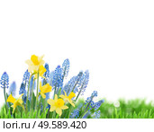Spring bluebells and daffodils border over white background. Spring bluebells and daffodils. Стоковое фото, агентство Ingram Publishing / Фотобанк Лори