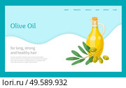 Olive oil, hair natural cosmetics, bottle and branch plant essence, vector banner. Organic skincare product, shampoo or hair mask ingredient. Oily substance for strong and silky hairs illustration. Hair Olive Oil, Natural Cosmetics, Organic Essence. Стоковая иллюстрация, агентство Ingram Publishing / Фотобанк Лори