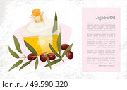 Glassware golden liquid, jojoba oil. Branch with green leaves and brown drupes near glass bottle, vessel. Information about aromatic product used in dermatology and cosmetology. Vector illustration. Information About Jojoba Oil in Vessel, Liquid. Стоковая иллюстрация, агентство Ingram Publishing / Фотобанк Лори
