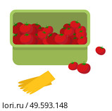 Juicy tomato. Fresh ripe vegetables in plastic box and yellow garden gloves flat style vector illustration. Autumn harvest of red fruits collected in a container. Vegetable is used for juice and salad. Juicy tomato. Fresh ripe vegetables in plastic box and yellow garden gloves vector illustration. Стоковая иллюстрация, агентство Ingram Publishing / Фотобанк Лори