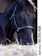portrait of beautiful black horse posing nearly hay agaist black background. close up. Стоковое фото, агентство Ingram Publishing / Фотобанк Лори