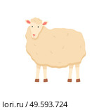 Farming vector, sheep isolated lamb with wool flat style character, cute fluffy animal on farm standing in farmyard, domestic pet breeding and caring. Sheep with Fluffy Wool, Small Young Lamb Vector. Стоковая иллюстрация, агентство Ingram Publishing / Фотобанк Лори