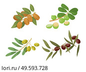Branches with foliage and fruits, isolated set of olive and almond, castor and macadamia twigs. Ingredients used in food and cosmetics, oils for hair care and treatment. Set vector in flat style. Castor and Olive, Almond and Macadamia Branches. Стоковая иллюстрация, агентство Ingram Publishing / Фотобанк Лори