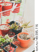 Little garden of mixed succulent plants. Стоковое фото, агентство Ingram Publishing / Фотобанк Лори