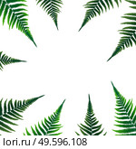 Fern Leaf Vector Background Illustration EPS10. Colored Fern Leaf Vector Background Illustration. EPS10. Стоковая иллюстрация, агентство Ingram Publishing / Фотобанк Лори