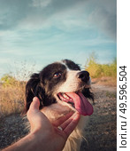 Dog and man friendship concept. Master hand petting his dog friend. Funny playful puppy, open mouth showing long tongue, feeling excited as plays with his owner. Person caressing his cute pet outdoors. Стоковое фото, агентство Ingram Publishing / Фотобанк Лори