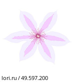 Beautiful clematis flower on white background. Vector Illustration EPS10. Beautiful clematis flower on white background. Vector Illustration. Стоковая иллюстрация, агентство Ingram Publishing / Фотобанк Лори