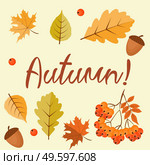 Abstract Autumn Background with Falling Leaves, Rowan and Acorn. Vector Illustration EPS10. Abstract Autumn Background with Falling Leaves, Rowan and Acorn. Vector Illustration. Стоковая иллюстрация, агентство Ingram Publishing / Фотобанк Лори
