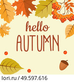 Abstract Hello Autumn Background with Falling Leaves, Rowan and Acorn. Vector Illustration EPS10. Abstract Hello Autumn Background with Falling Leaves, Rowan and Acorn. Vector Illustration. Стоковая иллюстрация, агентство Ingram Publishing / Фотобанк Лори