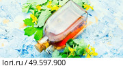 Healing tincture of celandine in a bottle.Herbal medicine.Medicinal plant celandine.. Medicinal herb celandine. Стоковое фото, агентство Ingram Publishing / Фотобанк Лори