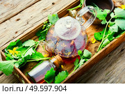 Healing tincture of celandine in a bottle.Herbal medicine.Herbal healing tea.Herbal tea.. Medicinal herb celandine. Стоковое фото, агентство Ingram Publishing / Фотобанк Лори