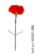 Carnation flower isolated on white background. Vector Illustration EPS10. Carnation flower isolated on white background. Vector Illustration. Стоковая иллюстрация, агентство Ingram Publishing / Фотобанк Лори