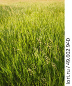 Blooming wild bromus madritensis, foxtail brome plants, on a picturesque summer meadow. Different greening herb, vertical shot. Idyllic rural nature, green spring field texture. Countryside grassland. Стоковое фото, агентство Ingram Publishing / Фотобанк Лори