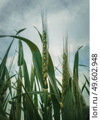 Closeup green wheat crop background. Idyllic rural field, natural scene. Countryside summer grain harvest ripe under sun. Cereal plants spike, vertical shot. Стоковое фото, агентство Ingram Publishing / Фотобанк Лори