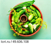 Salted homemade cucumbers.Cooking process.Canned gherkin.Marinated cucumbers,preparation for pickling cucumbers. Fresh cucumbers and ingredients for cooking pickled cucumbers. Стоковое фото, агентство Ingram Publishing / Фотобанк Лори
