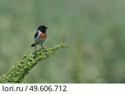 Черноголовый чекан Saxicola rubicola. Стоковое фото, фотограф Владимир Глинский / Фотобанк Лори