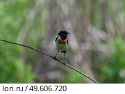 Черноголовый чекан Saxicola rubicola. Стоковое фото, фотограф Владимир Глинский / Фотобанк Лори