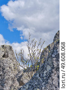 Spring Growth Among Granite Rocks in Taganay National Park, Southern Urals, Russia. Стоковое фото, фотограф Ирина Кононова / Фотобанк Лори